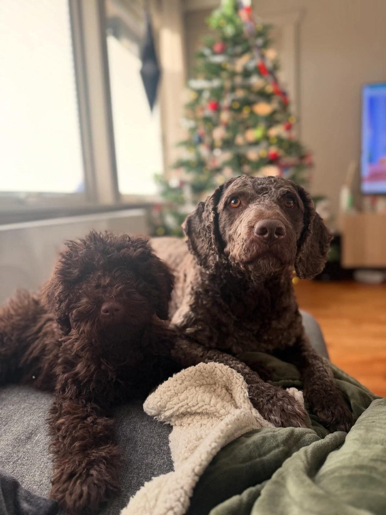 Spansk vannhund valper ventes!