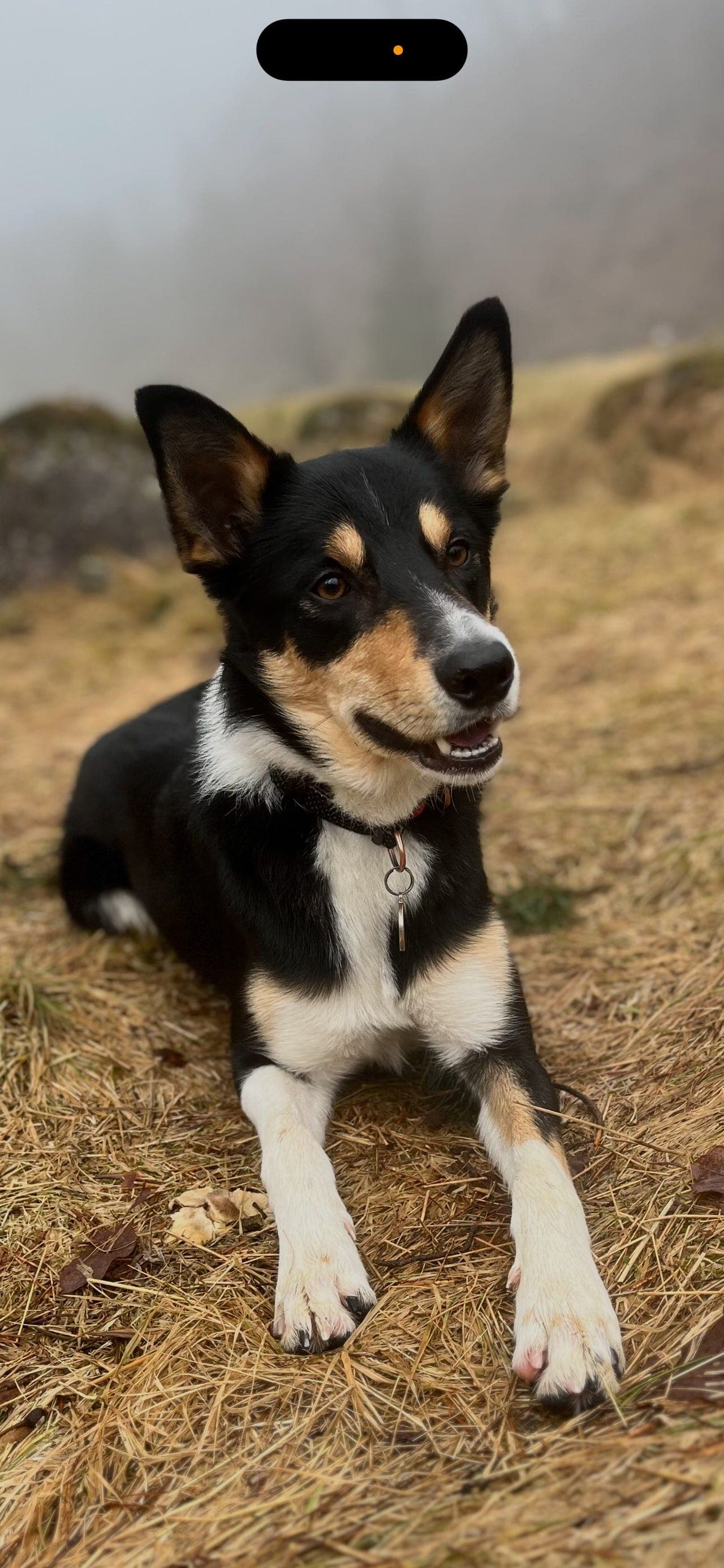 Border collie omplasseres