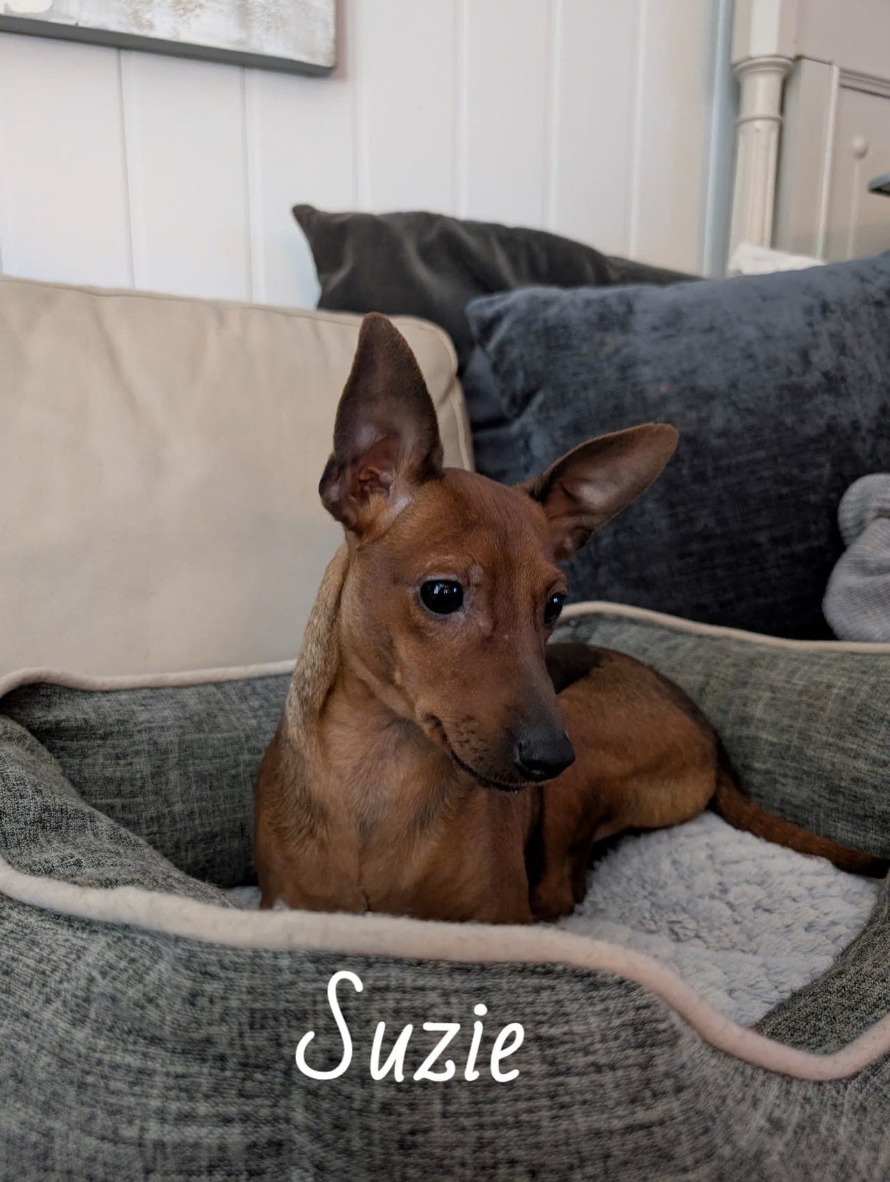 🧡💛💫⭐ Dvergpinscher søker ett fantastisk hjem