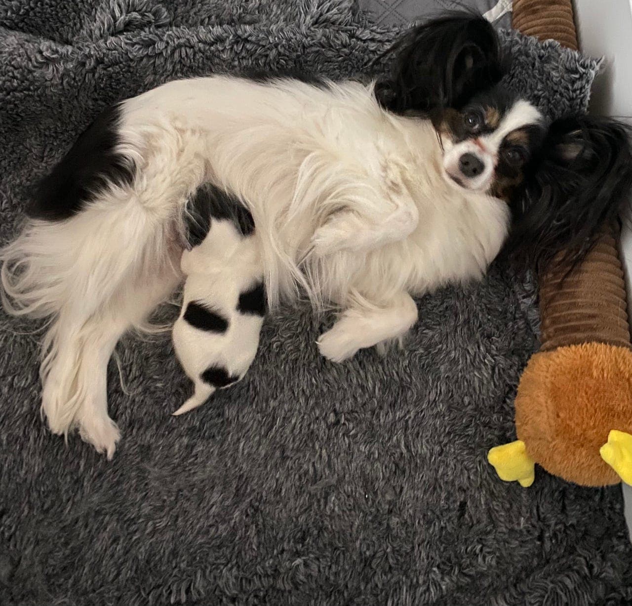 Renraset papillon hannvalp