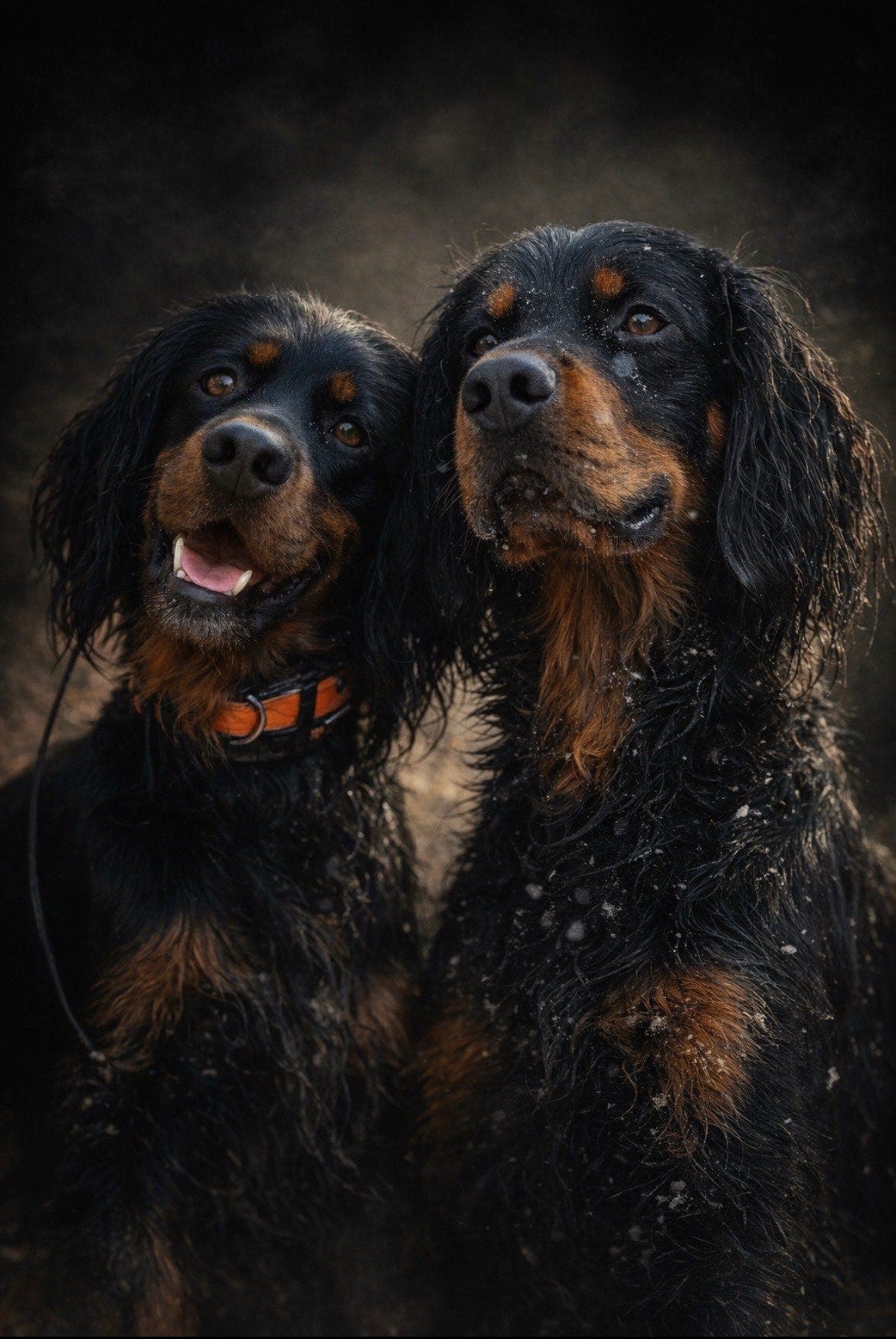 Gordonsetter valper