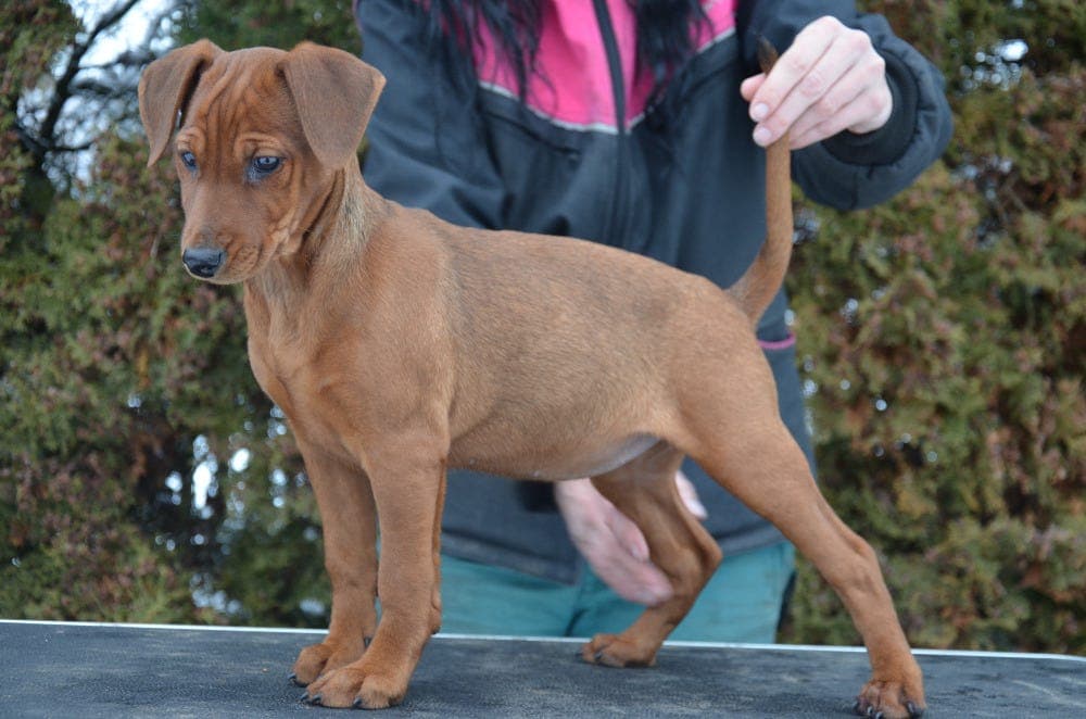 Onega søker fôrvert