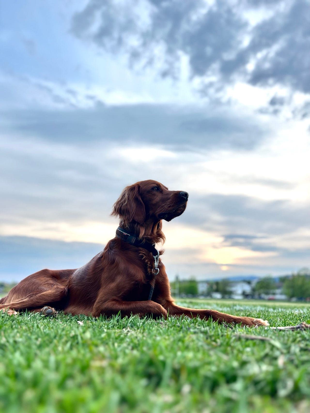 Erfaren hundeeier søkes til irsk setter - omplassering