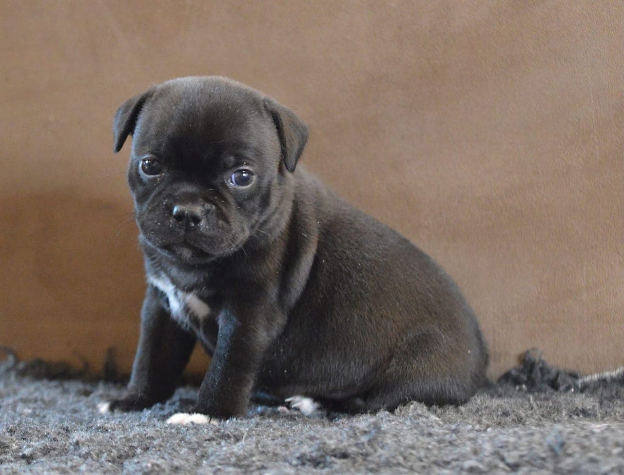 Stavenstaff søker Fórvert for Staffordshire Bull Terrier