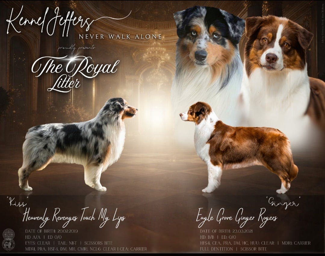 Australian Shepherd  valper