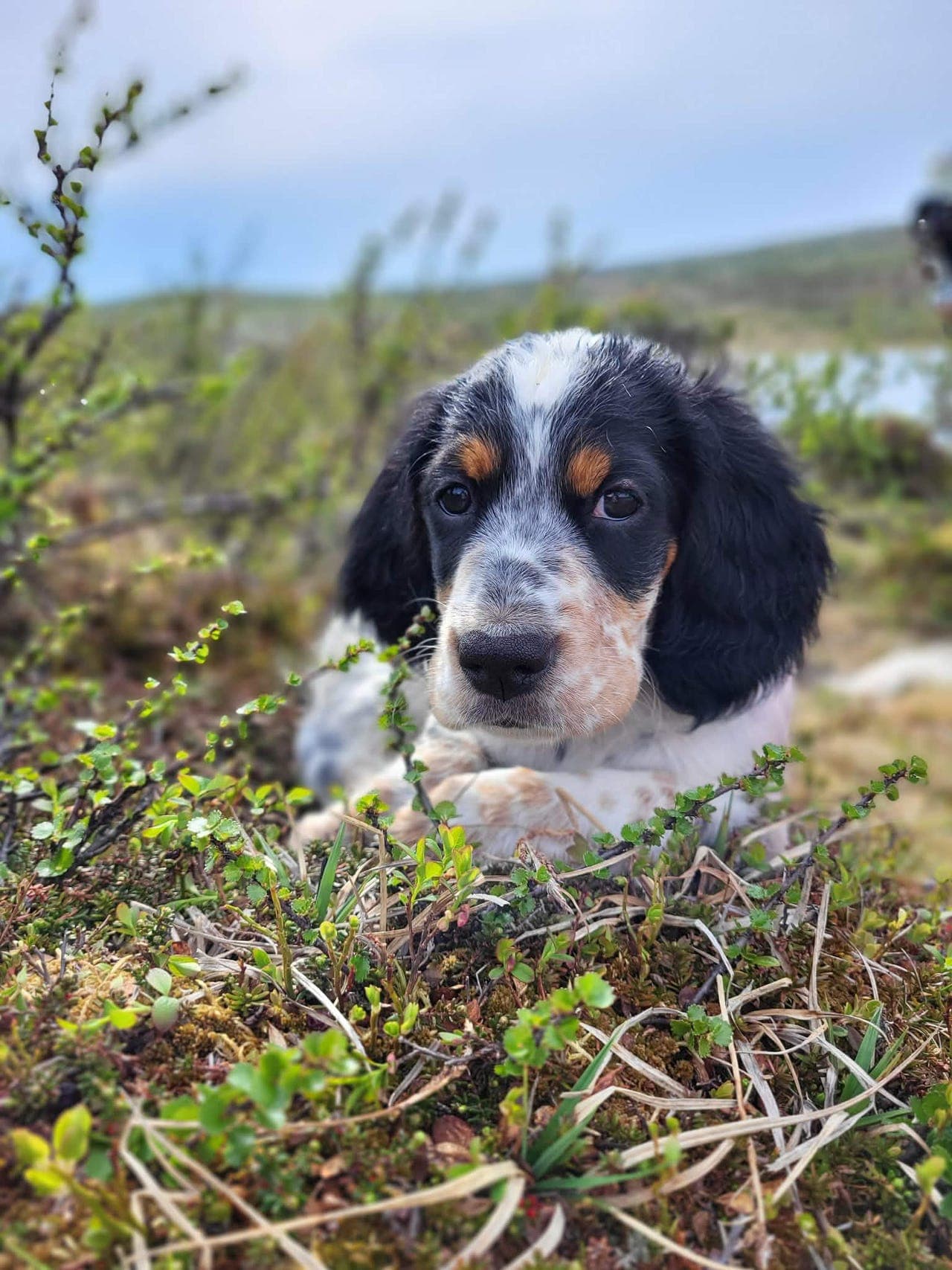 Engelsk setter valper ventes