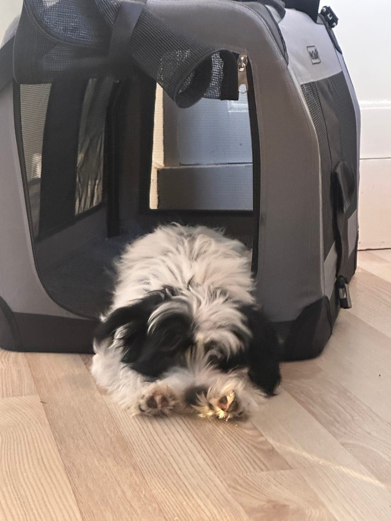 Chinese crested gutt