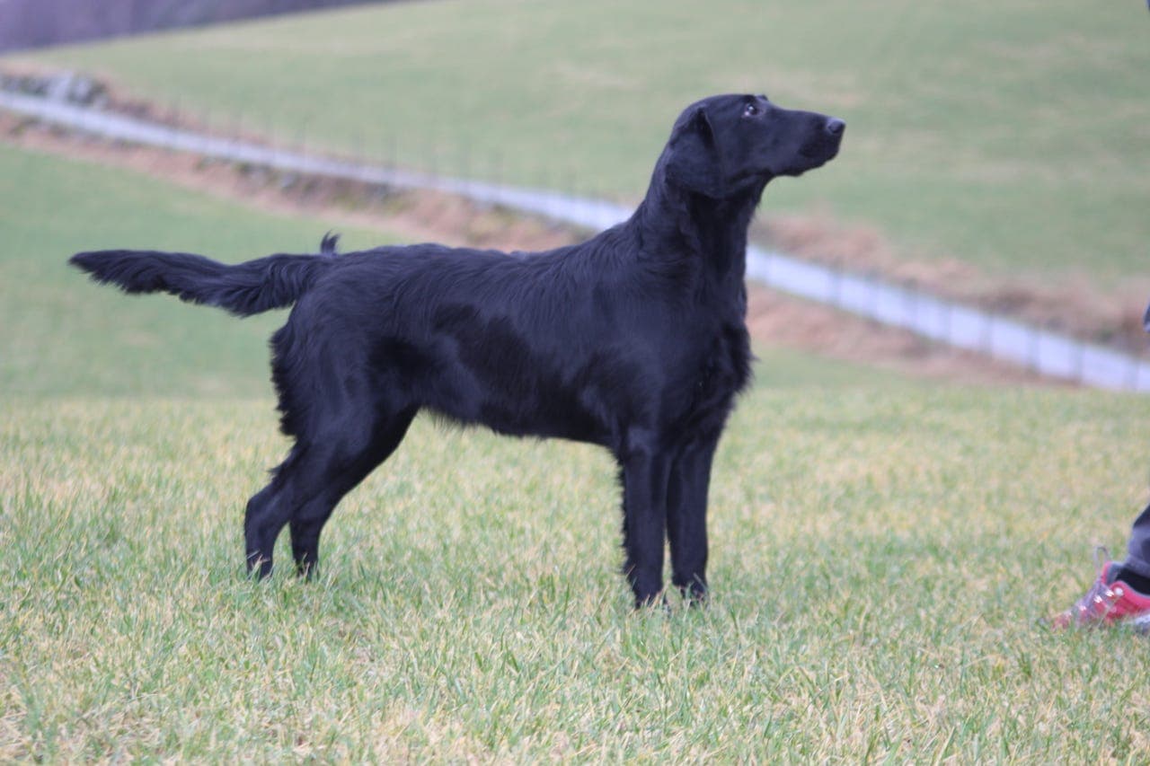 Flatcoated retriver valper.