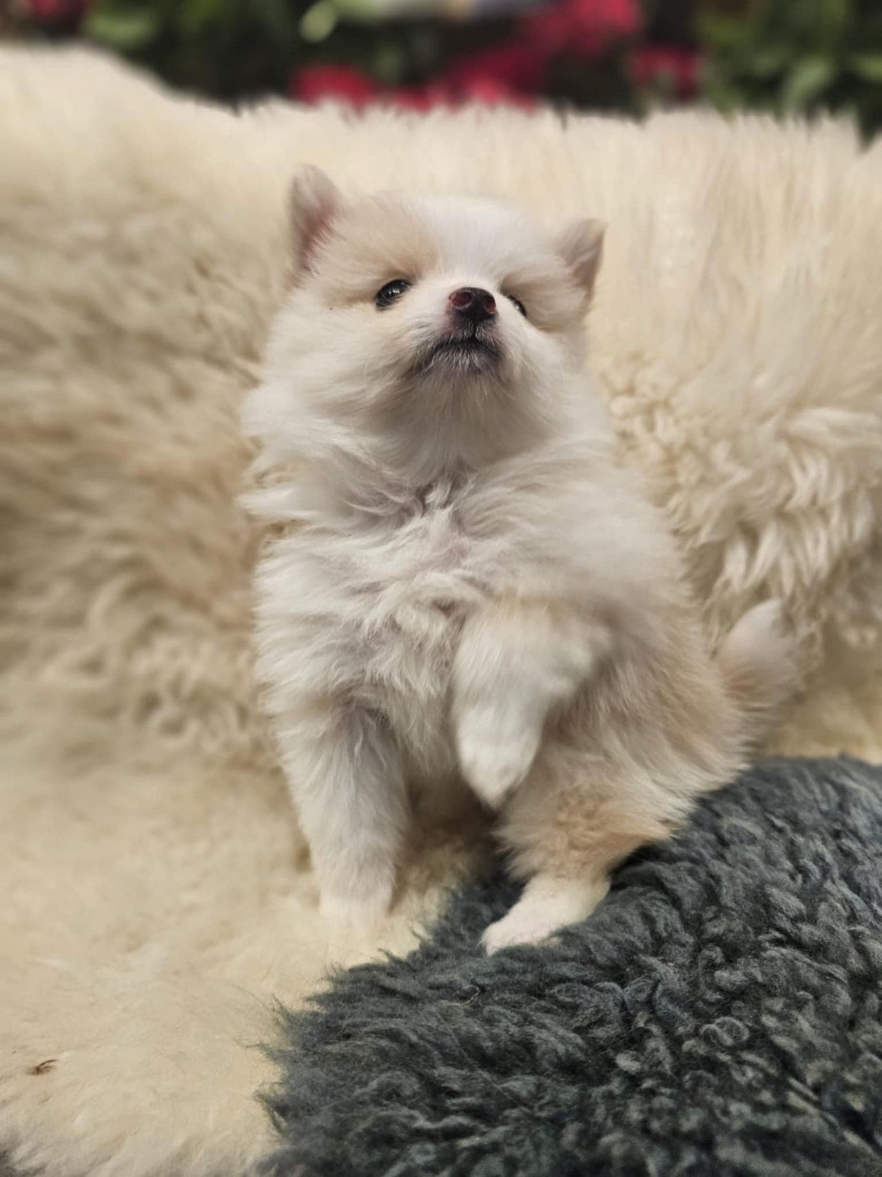 Pomeranian valper til salgs.