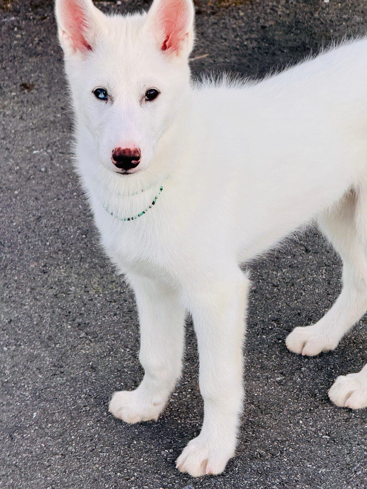 Nydelig husky gutt til salg