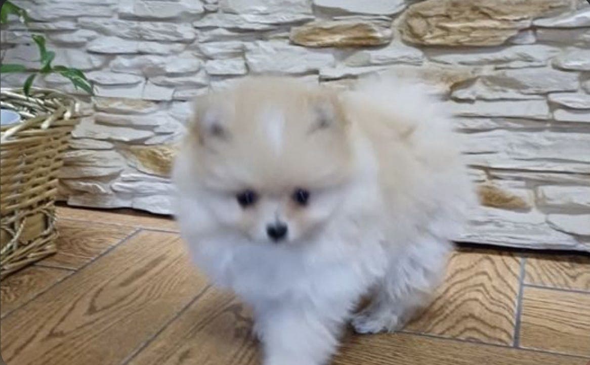 Pomeranian Valp Unik, kremfarget sjarmør søker sitt for-alltid-hjem ✨