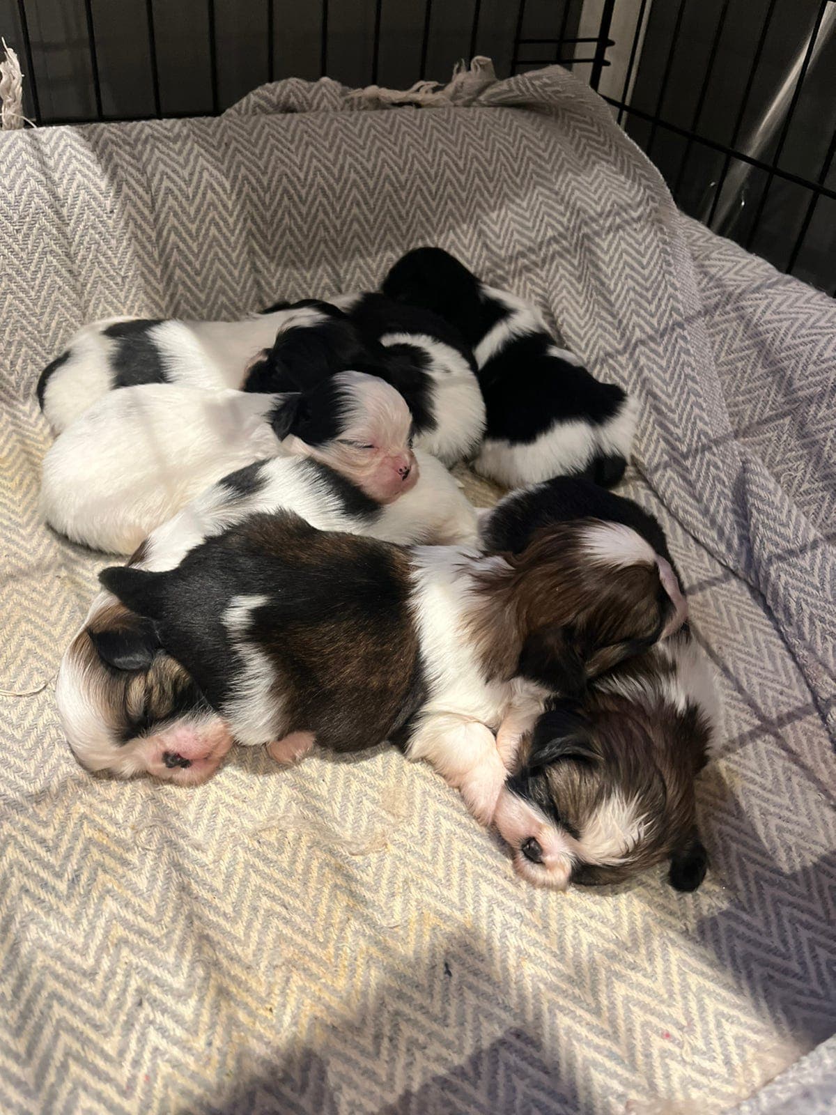 Allergivennlige, røytefri, sosiale Shih Tzu hvalper