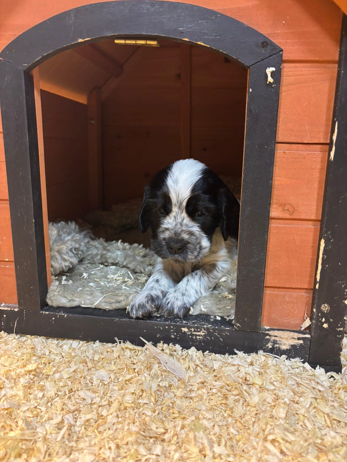 Cocker Spaniel valper
