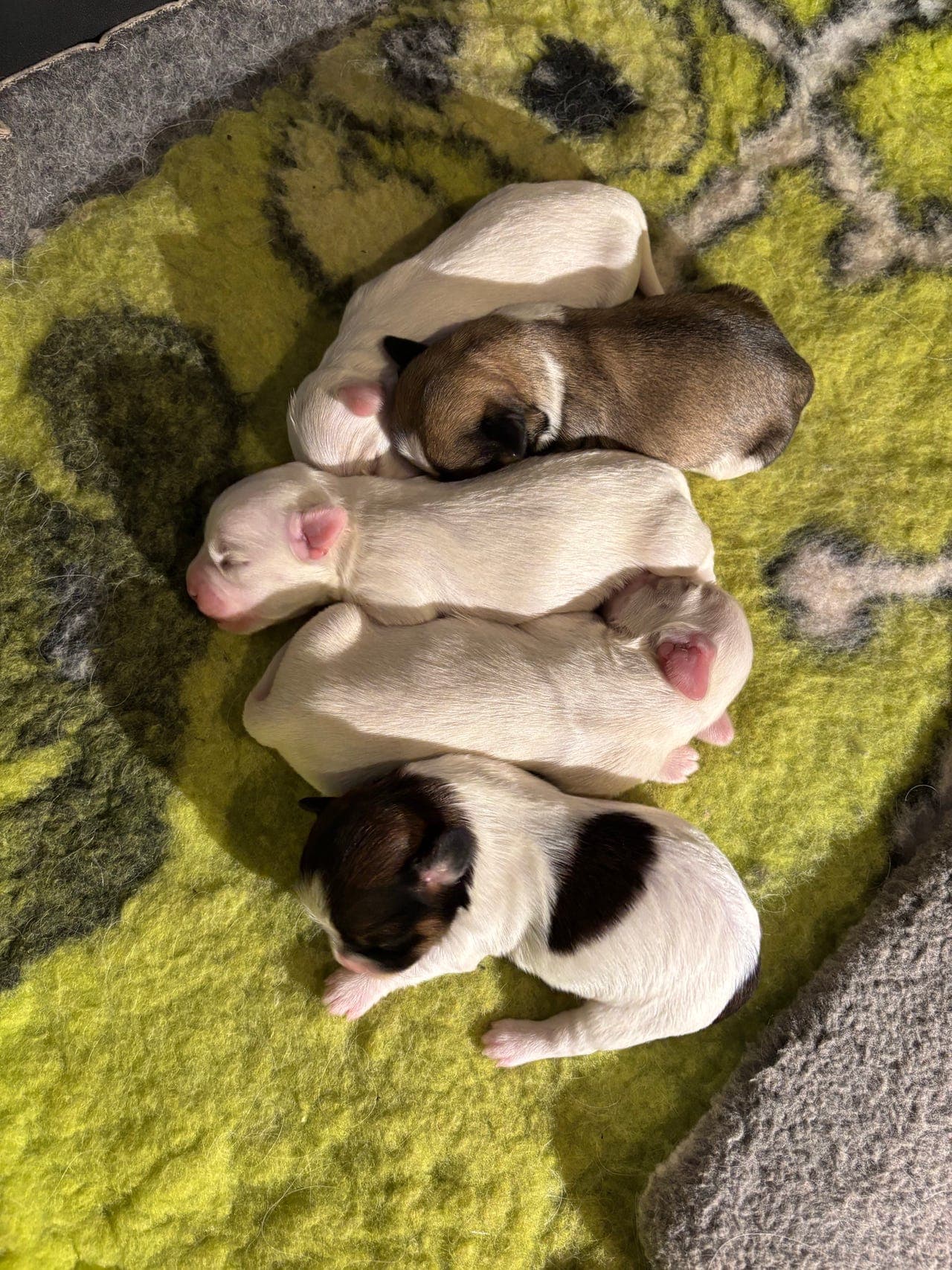 Bichon havanais valper