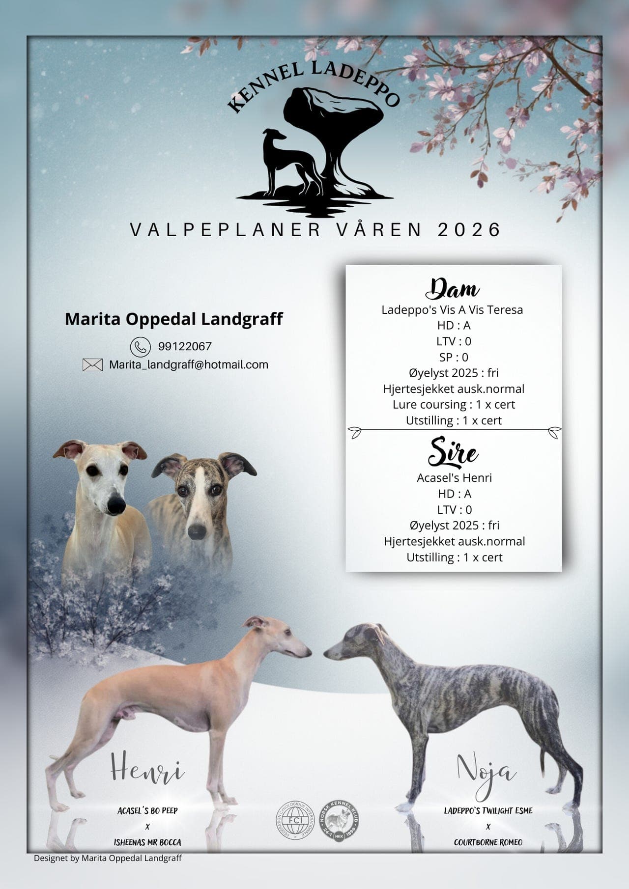 Whippet valper født mars 2026