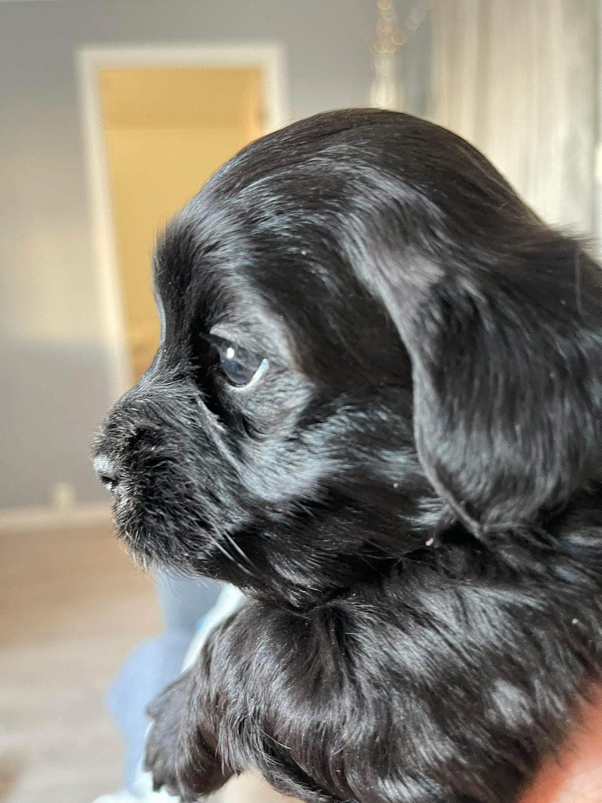 Forvert for bichon havanaise