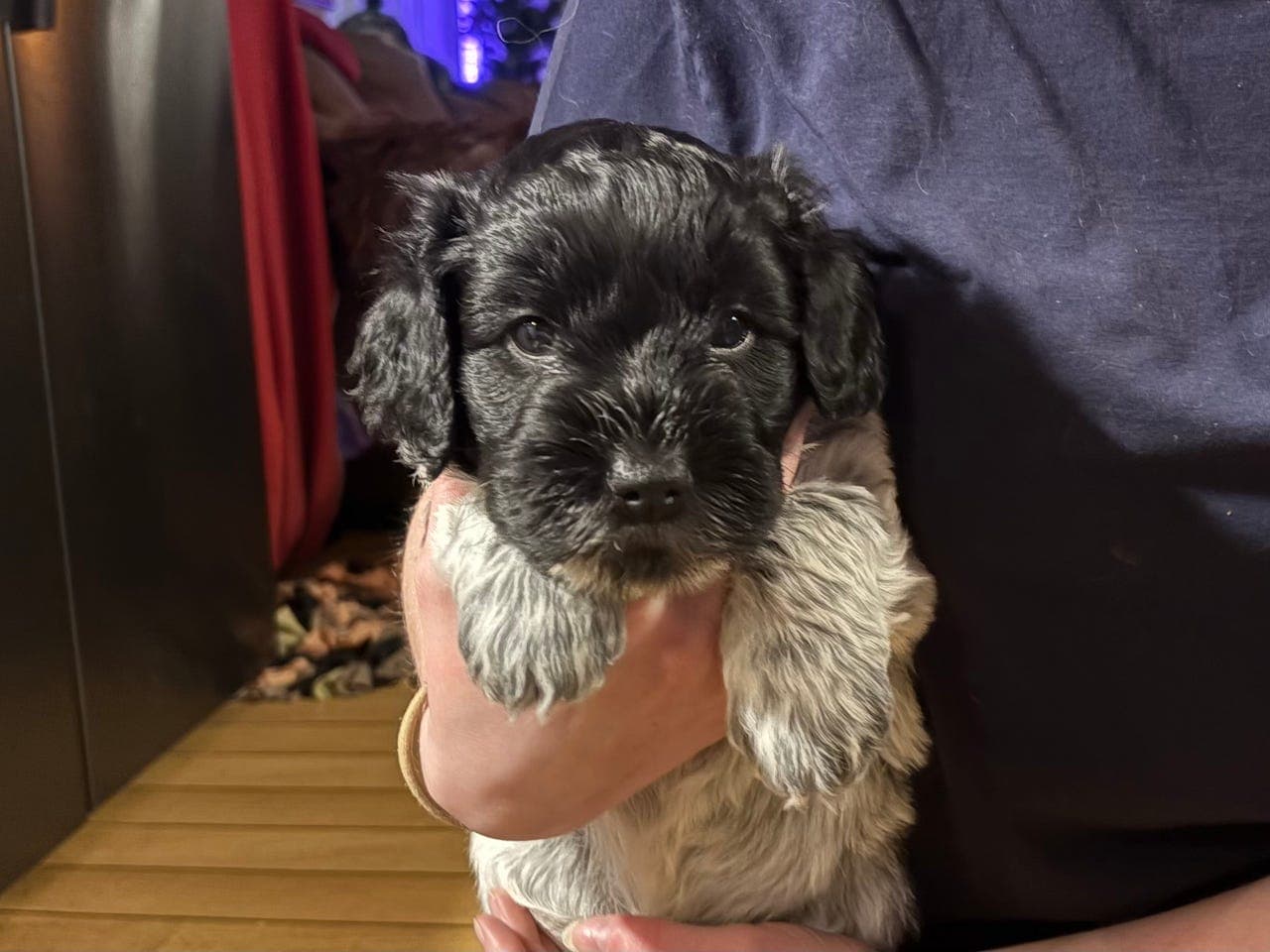 Vakker schapendoes hannvalp