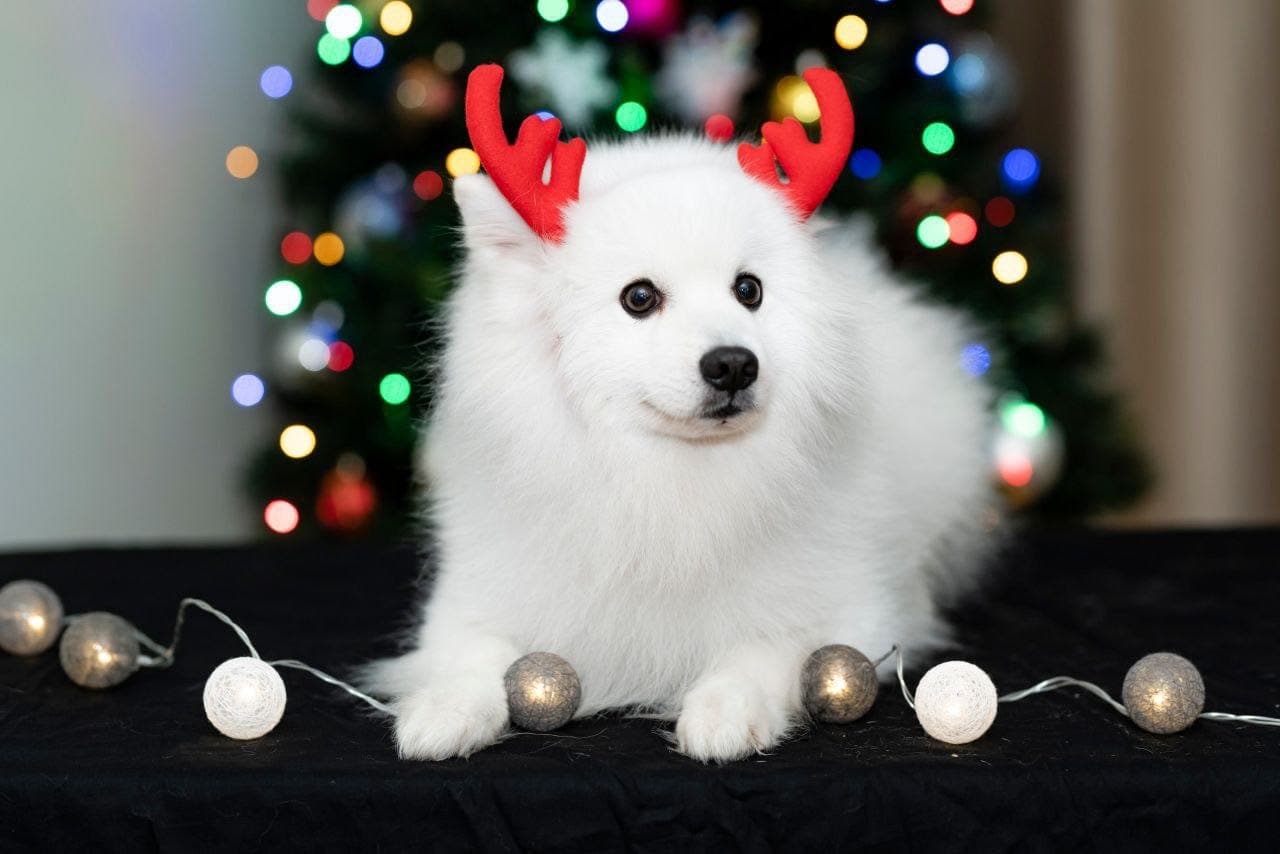 Valpen til japansk spisshund til salg