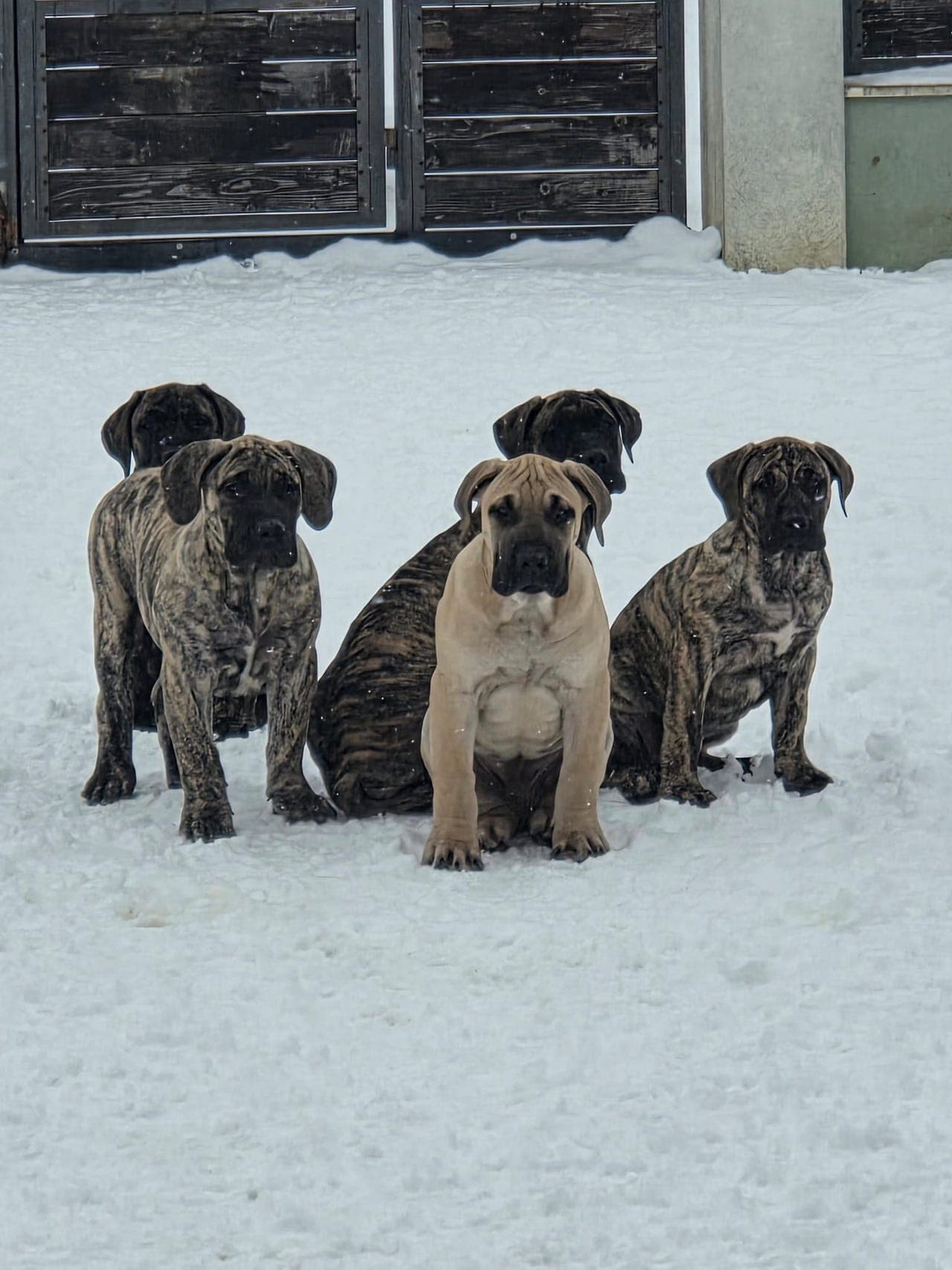 Presa Canario valper