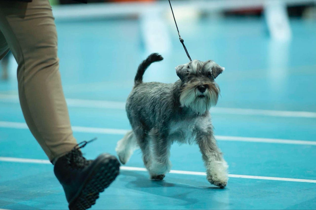 Dvergschnauzer salt/pepper valper ventes!