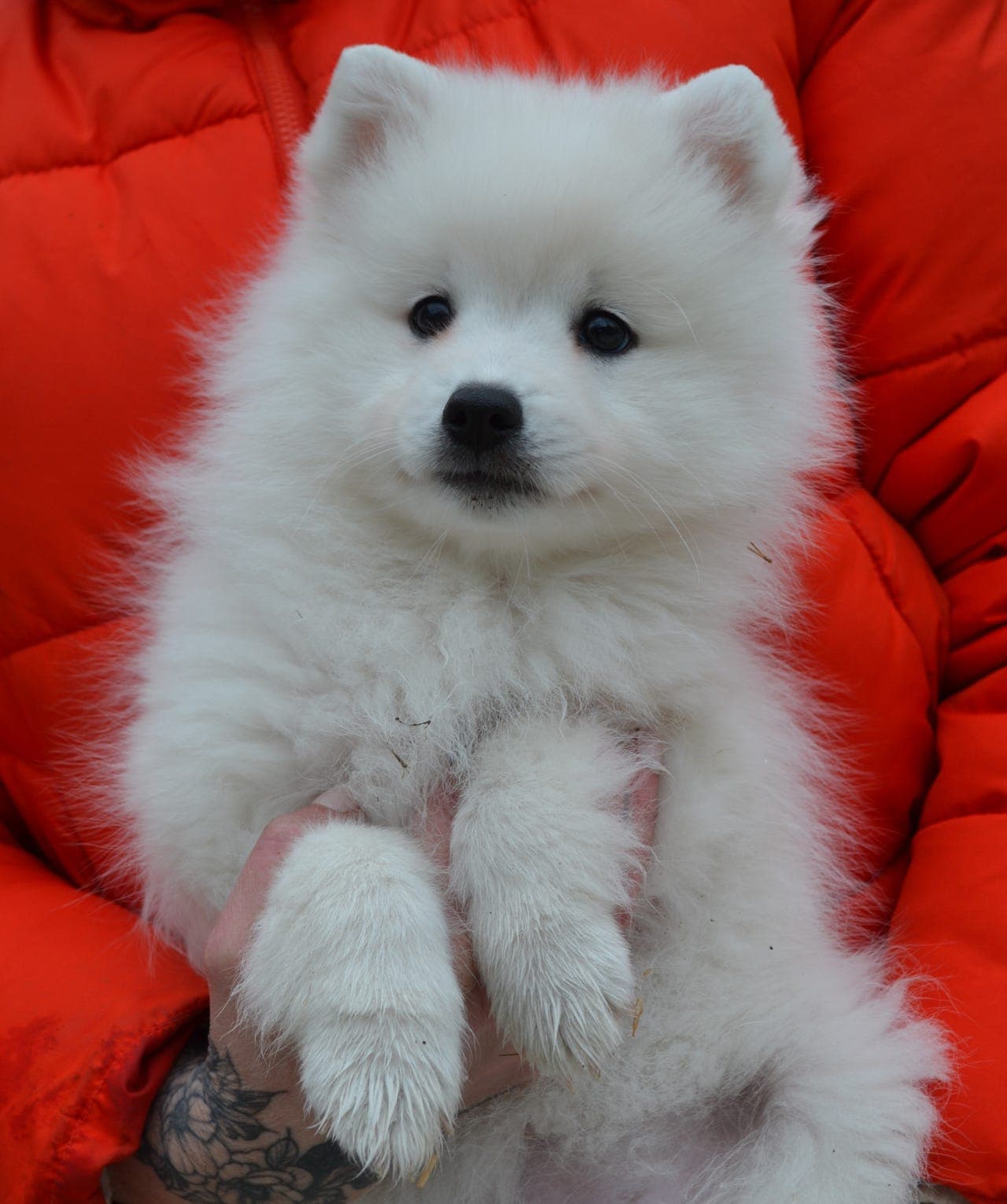 Japansk spisshund - leveringsklare valper!