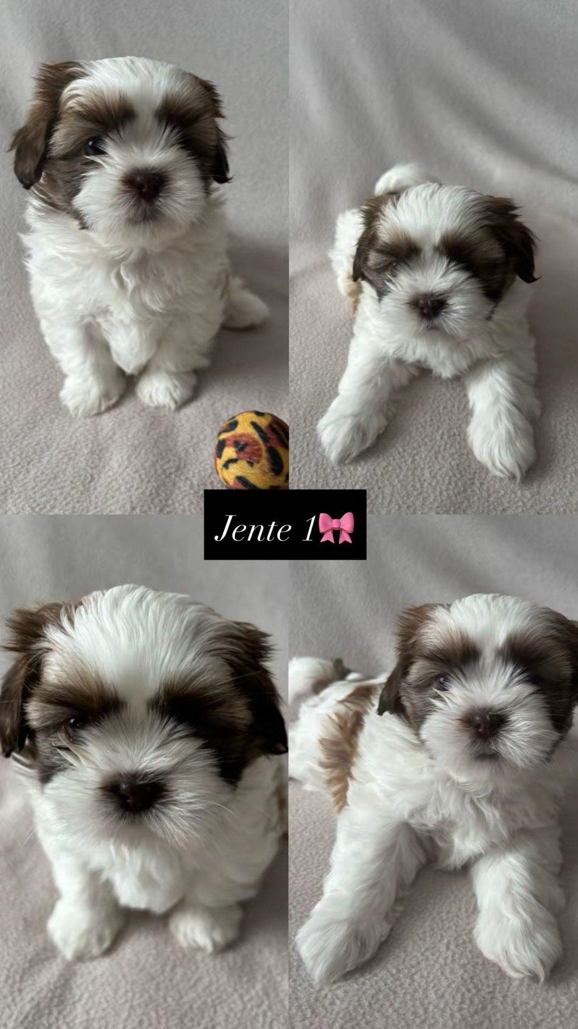 SHIH TZU VALPER