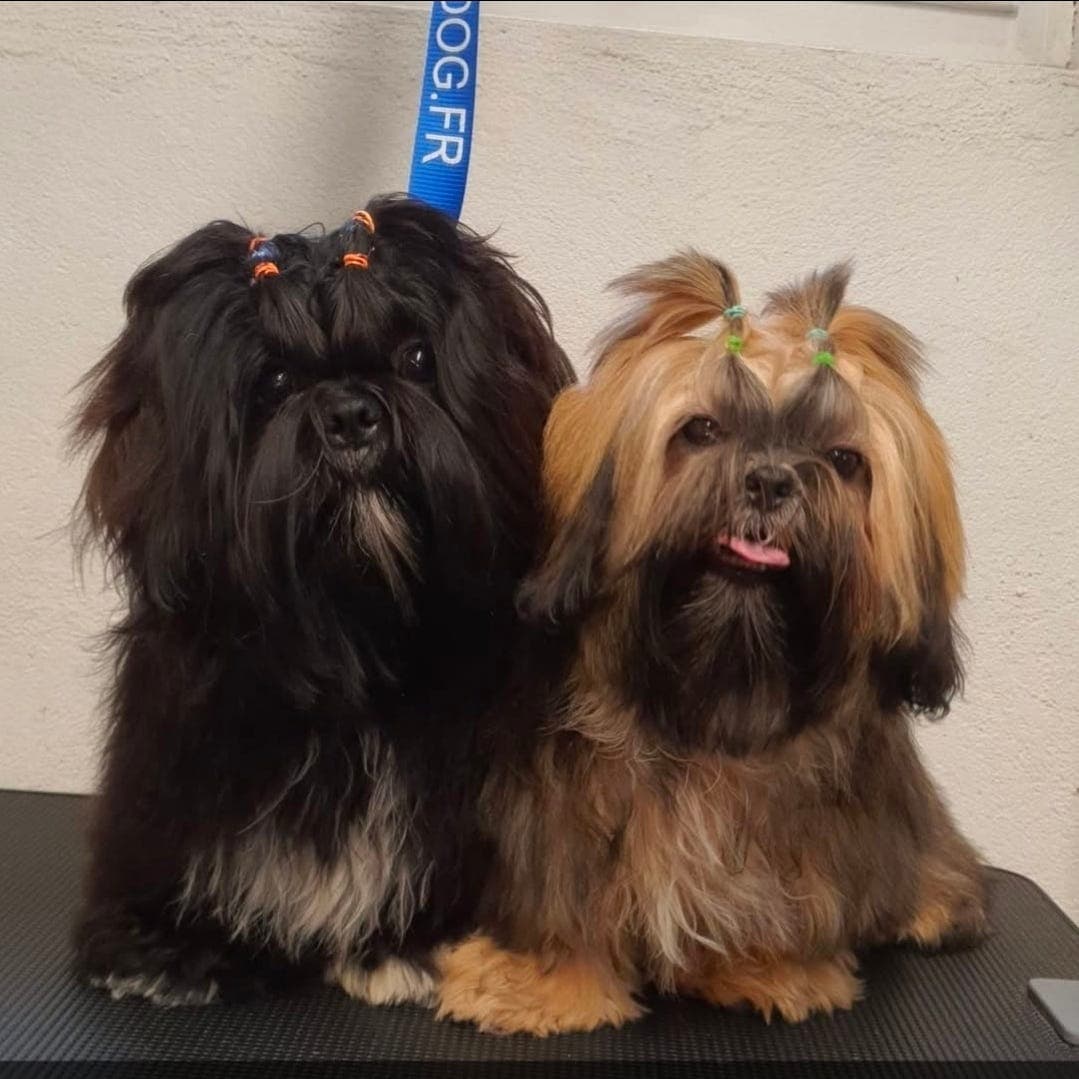 Shih tzu NKK reg kennel star Mastino