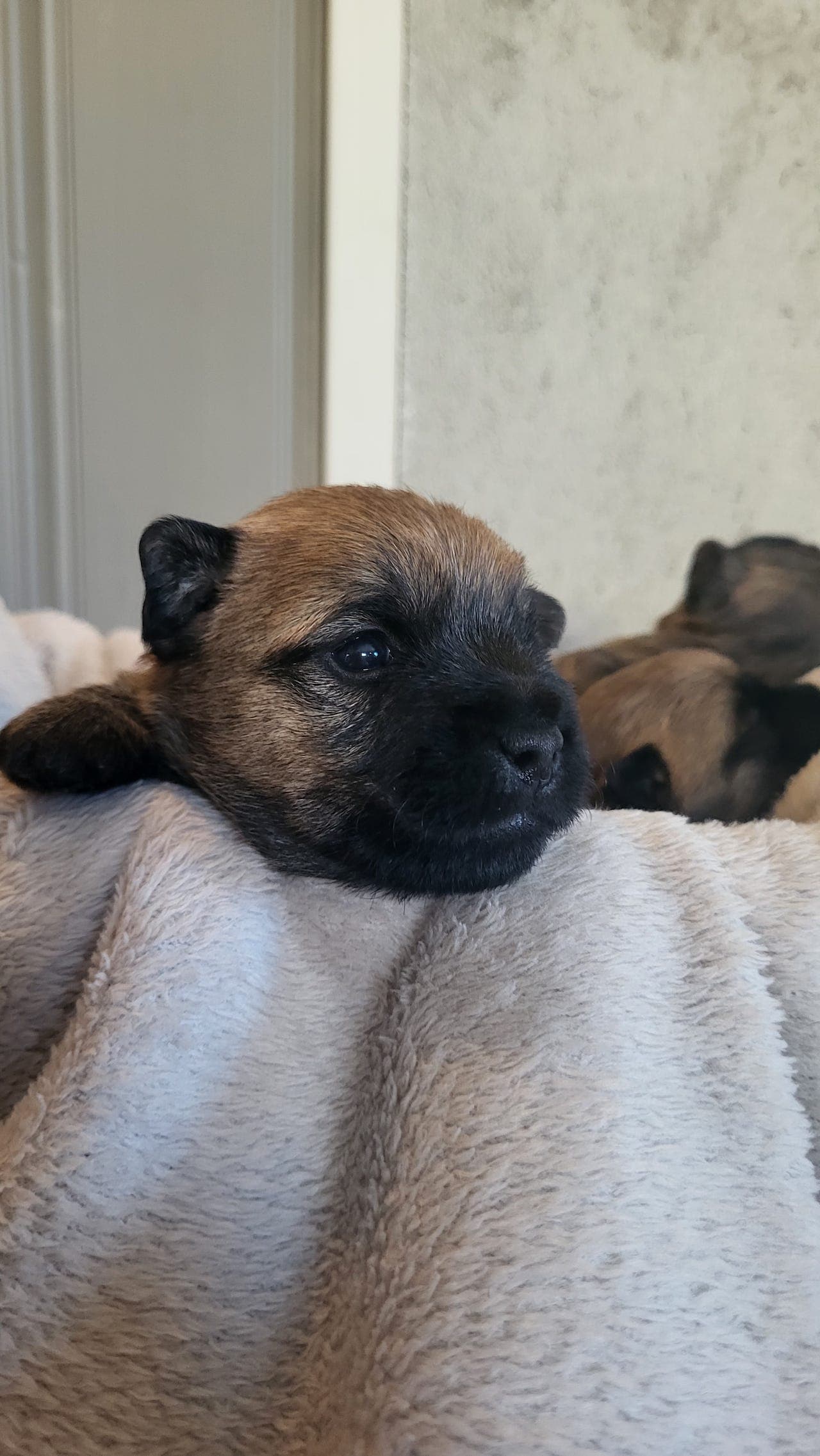 Cairn Terrier valper