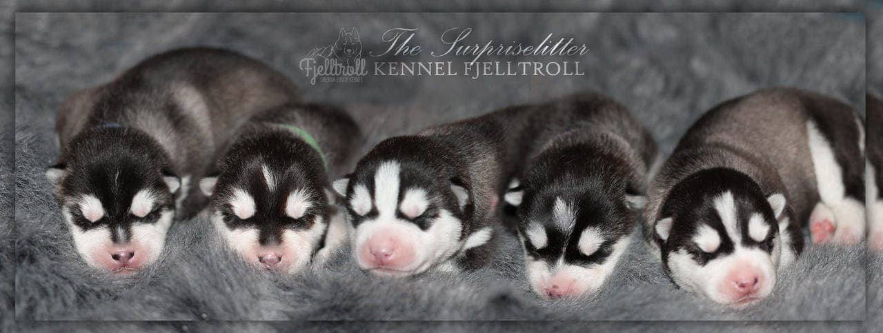 Siberian Huskyvalper