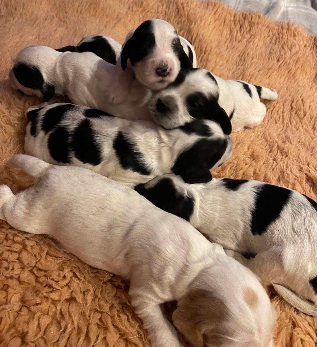 Cocker Spaniel valper