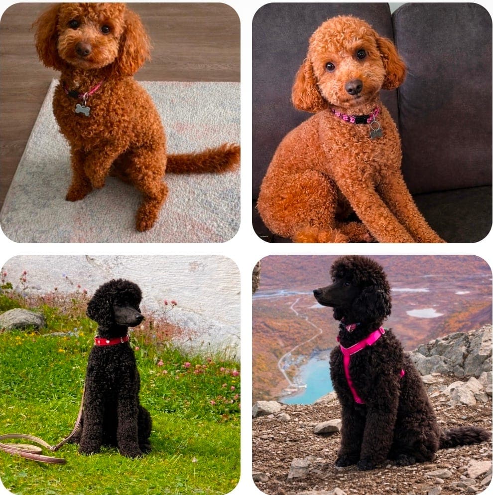 Valper ventes – Mellompuddel / Storpuddel