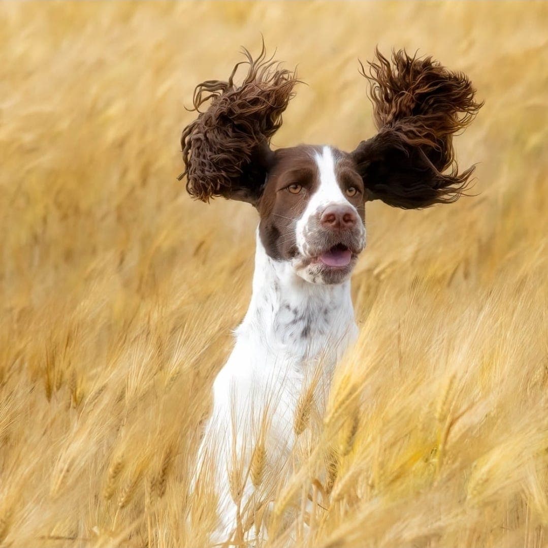 Engelsk springer spaniel tispe