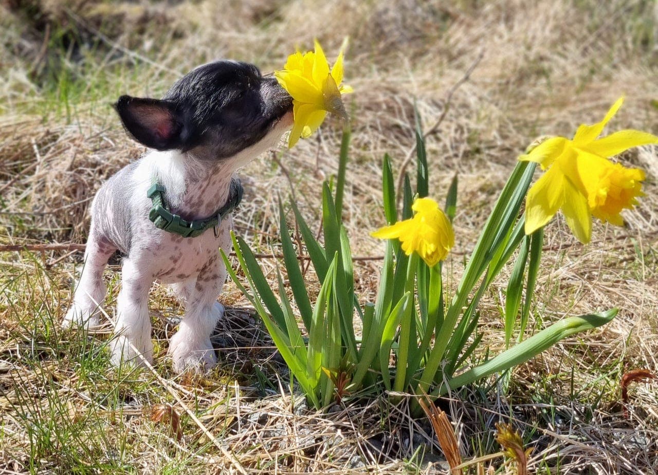 Chinese crested