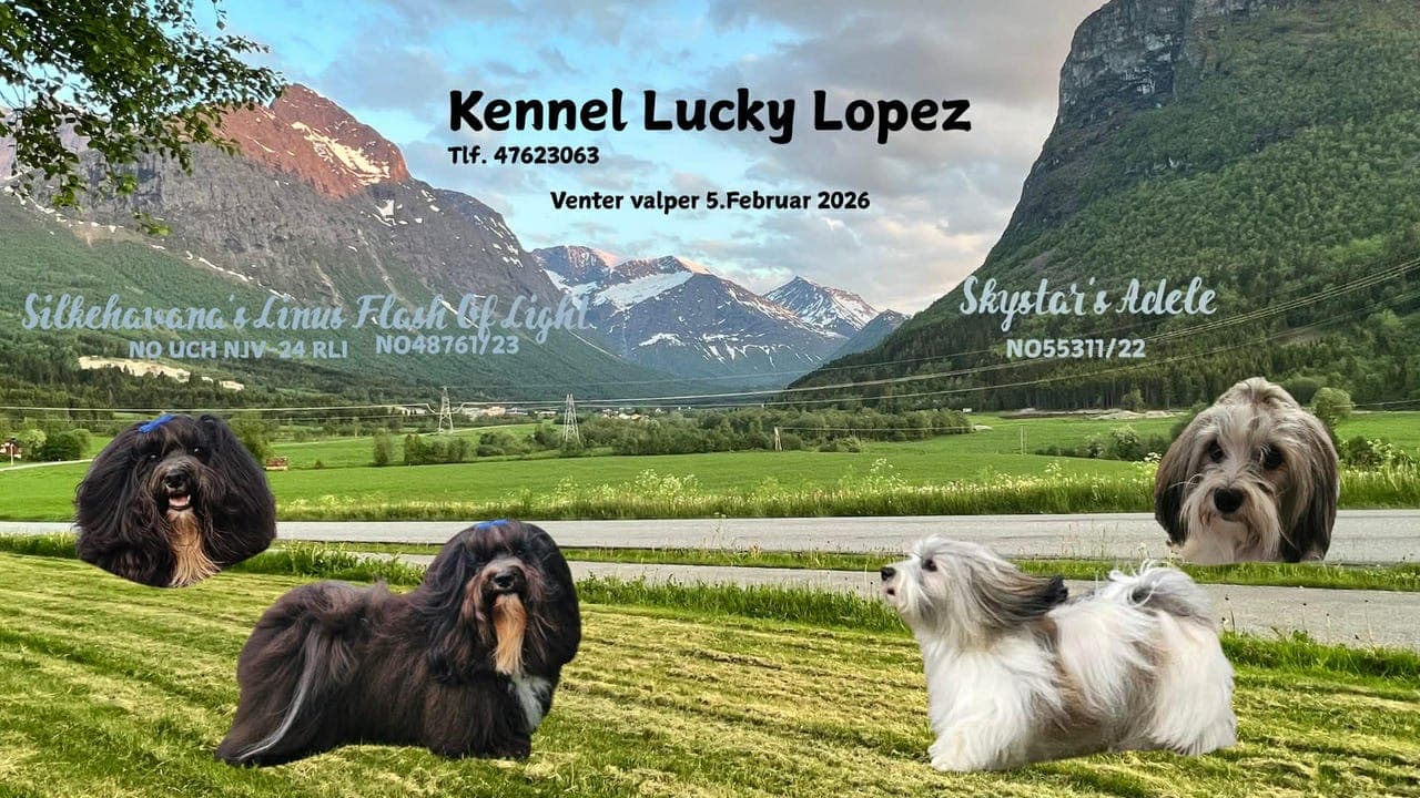 Bichon Havanais valper