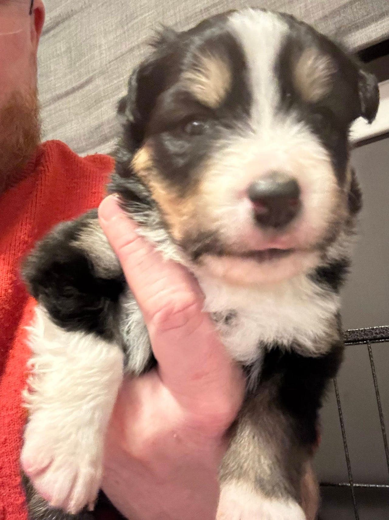 Deleier til finsk lapphund tispe