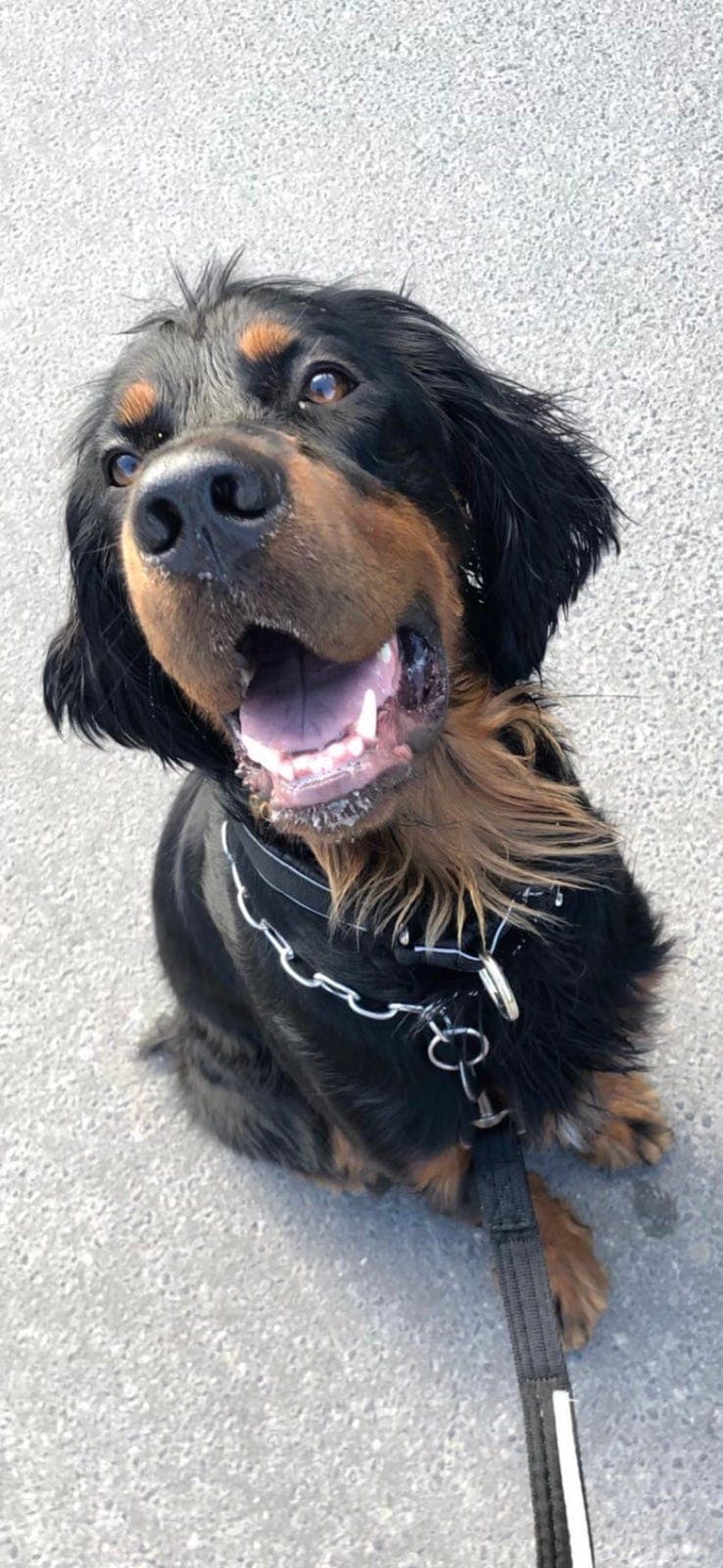 Gordon setter