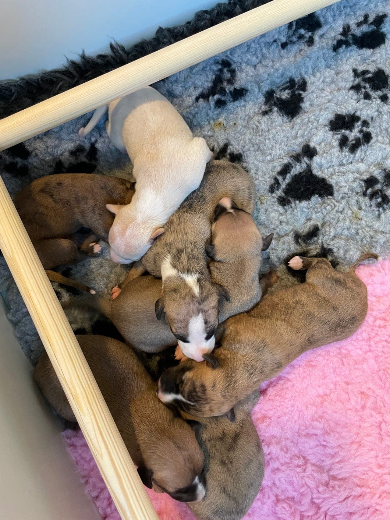 Whippetvalper selges