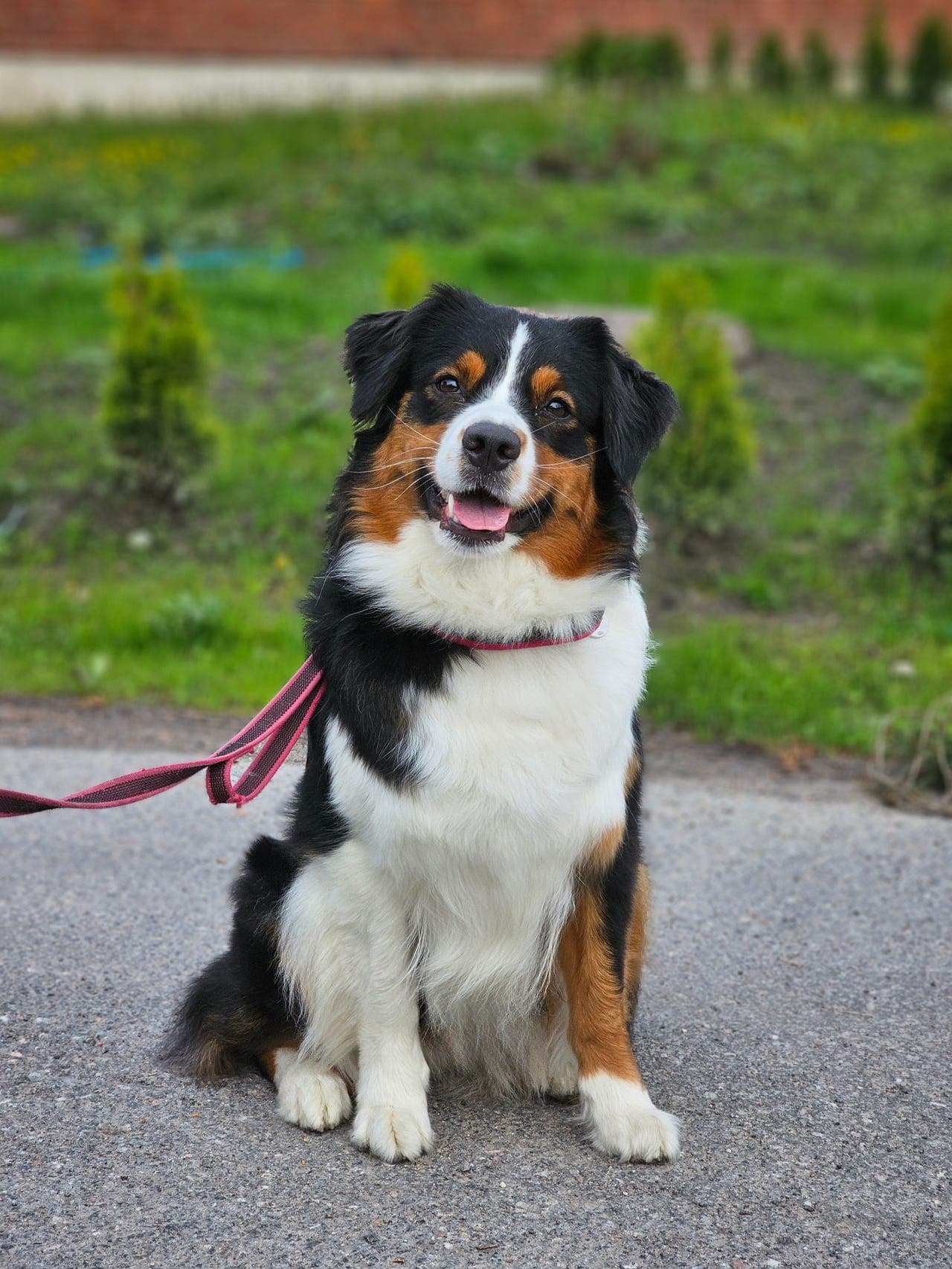 Australian Shepherd tispe søker nye eventyr