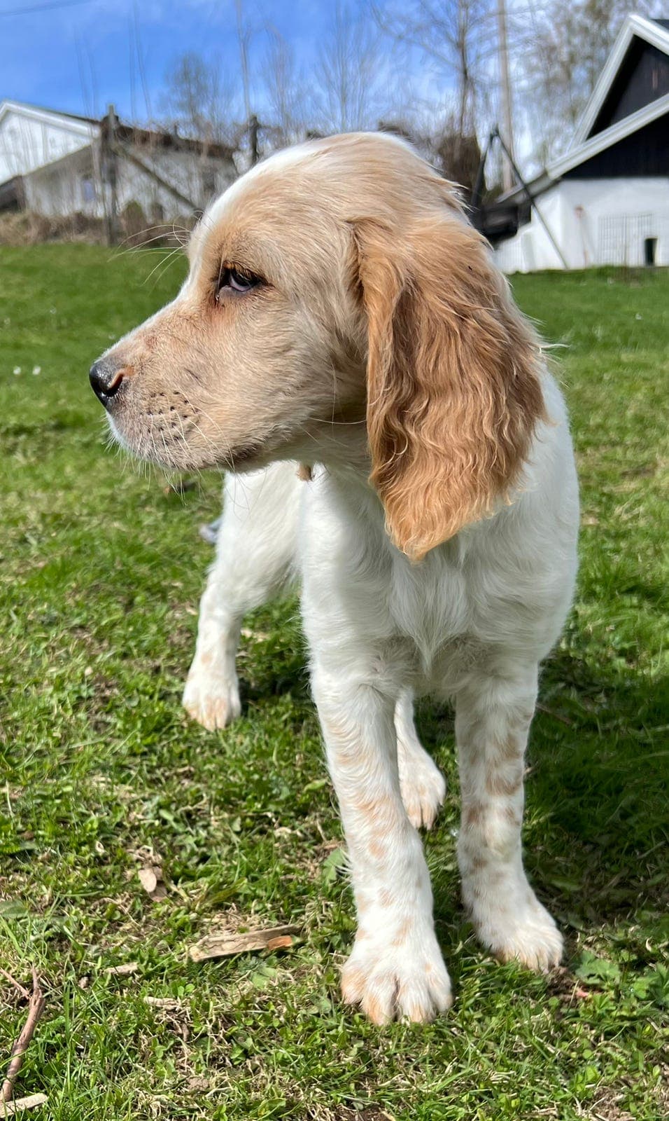 Engelsk setter valper ledige