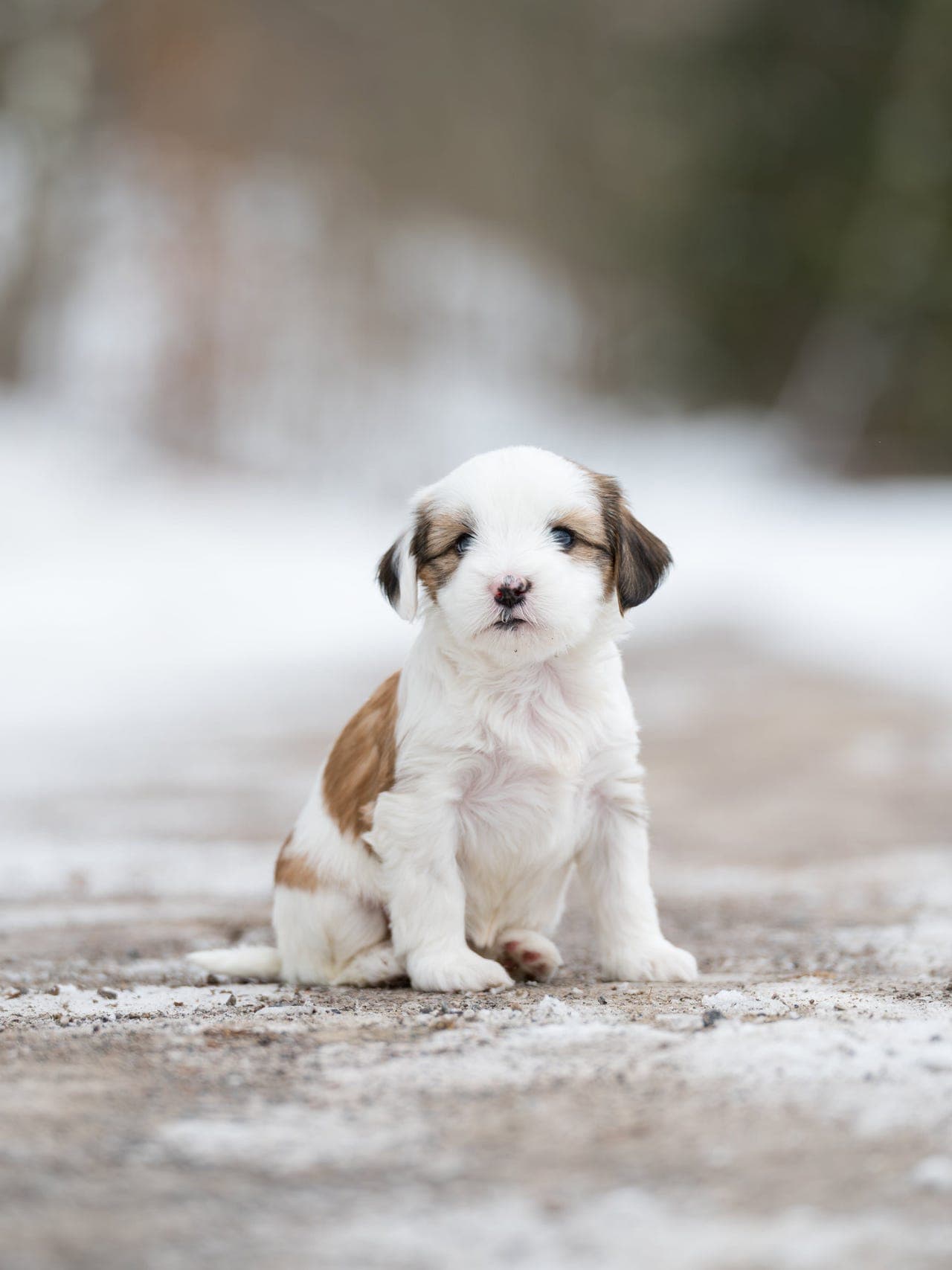 Tibetansk terrier valper