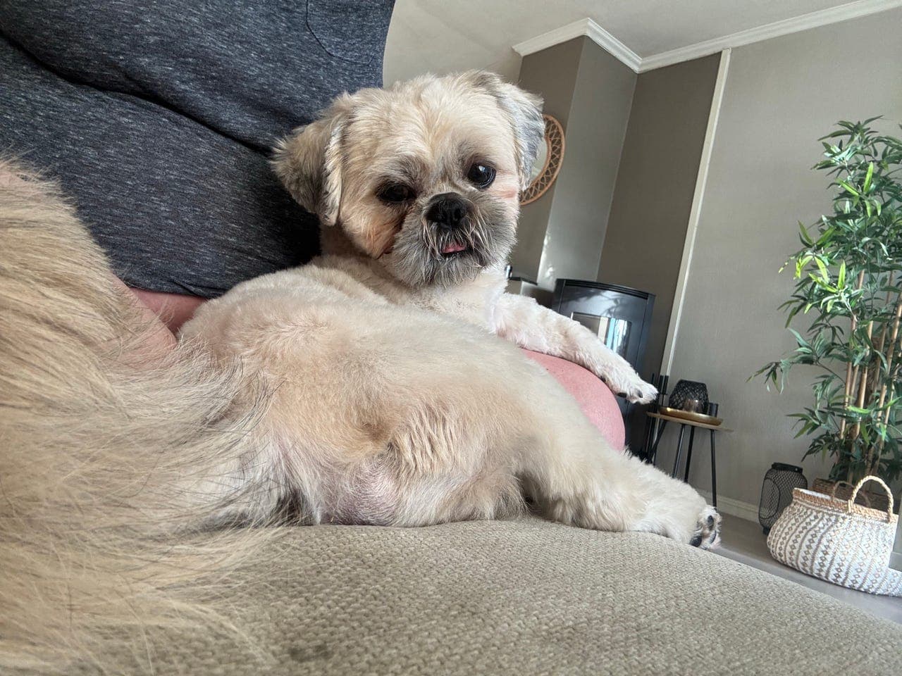 Verdens beste Leo søker nytt hjem