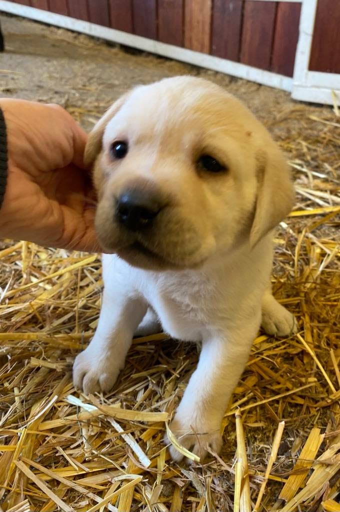 Sommervalp? Sorte og gule labrador guttevalper
