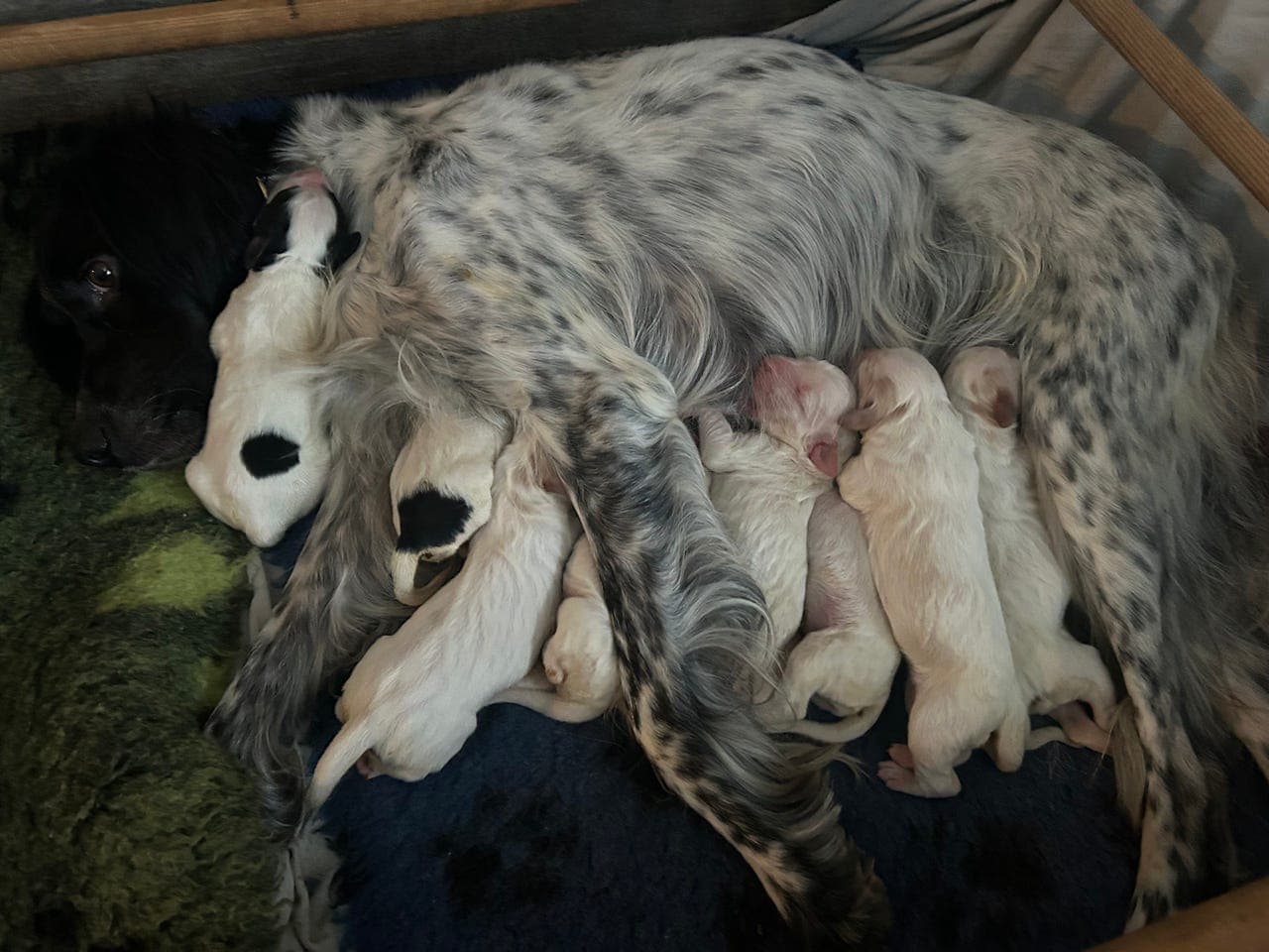 Engelsk setter valper