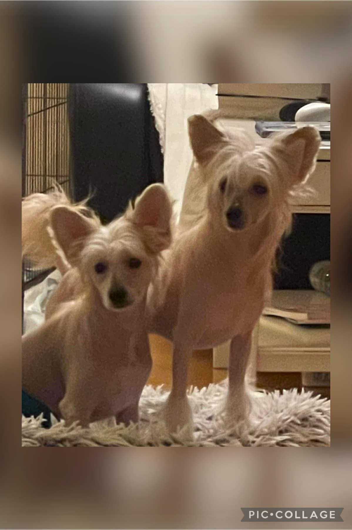 Voksne Chinese Crested hannhunder selges