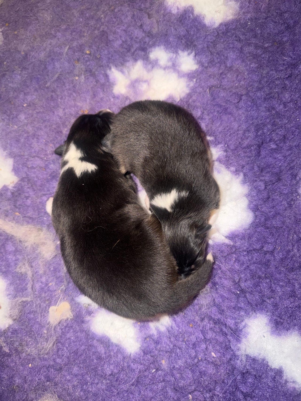 Shetland Sheepdog 💙❤️