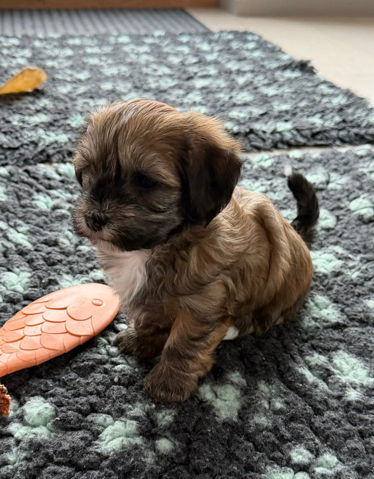 Bichon Havanais tispevalp NKK registrert