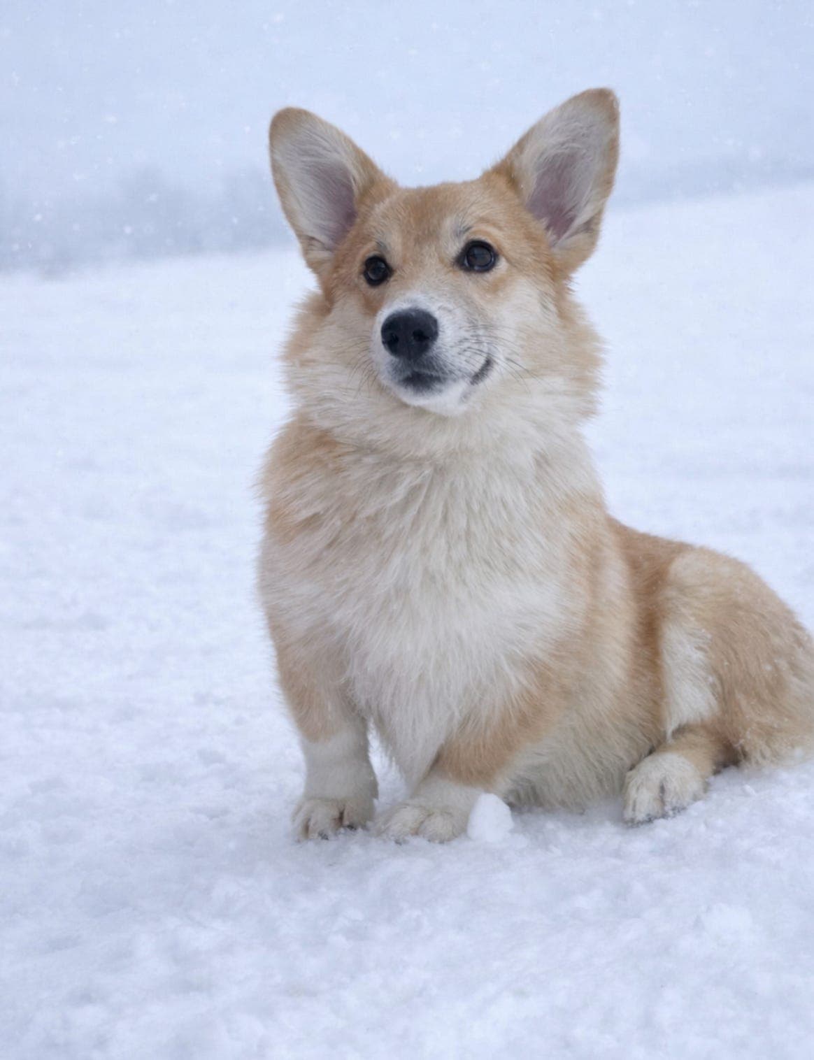 Welsh Corgi Pembroke tispe (4 år) - FÔRAVTALE
