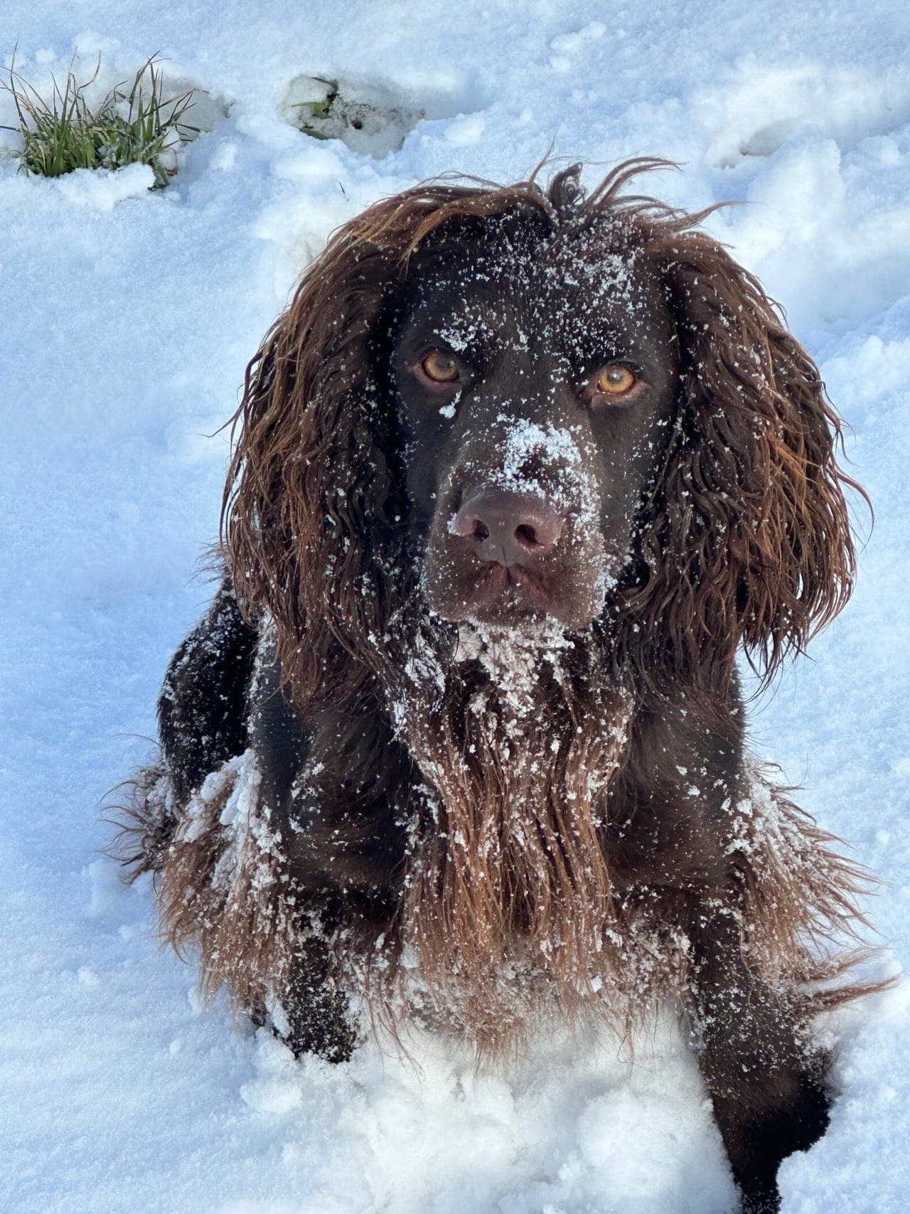 Støtende og apporterende jakthund