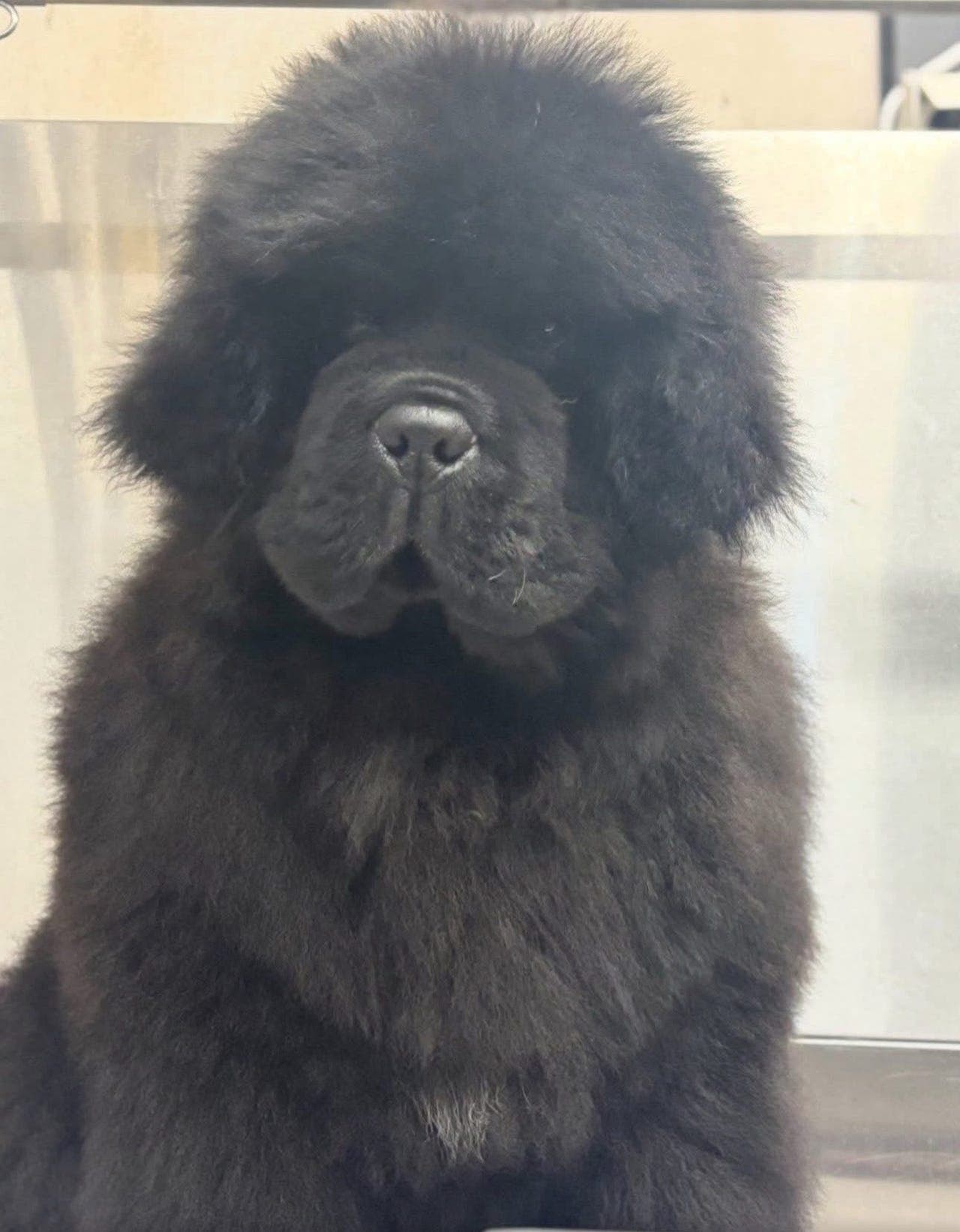 Newfoundlandshund valp