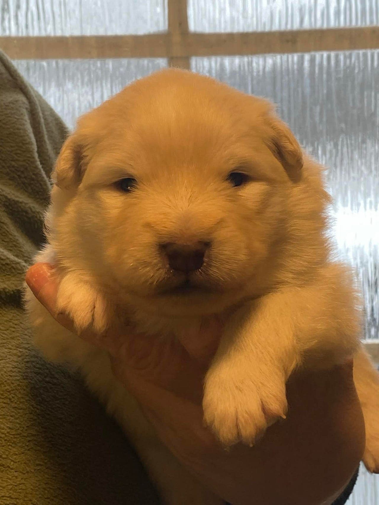 Vakre finsk lapphundvalper til salgs